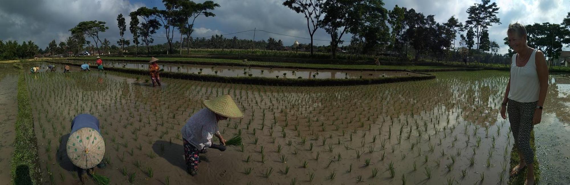 Alfarizi Homestay Tetebatu Exteriér fotografie