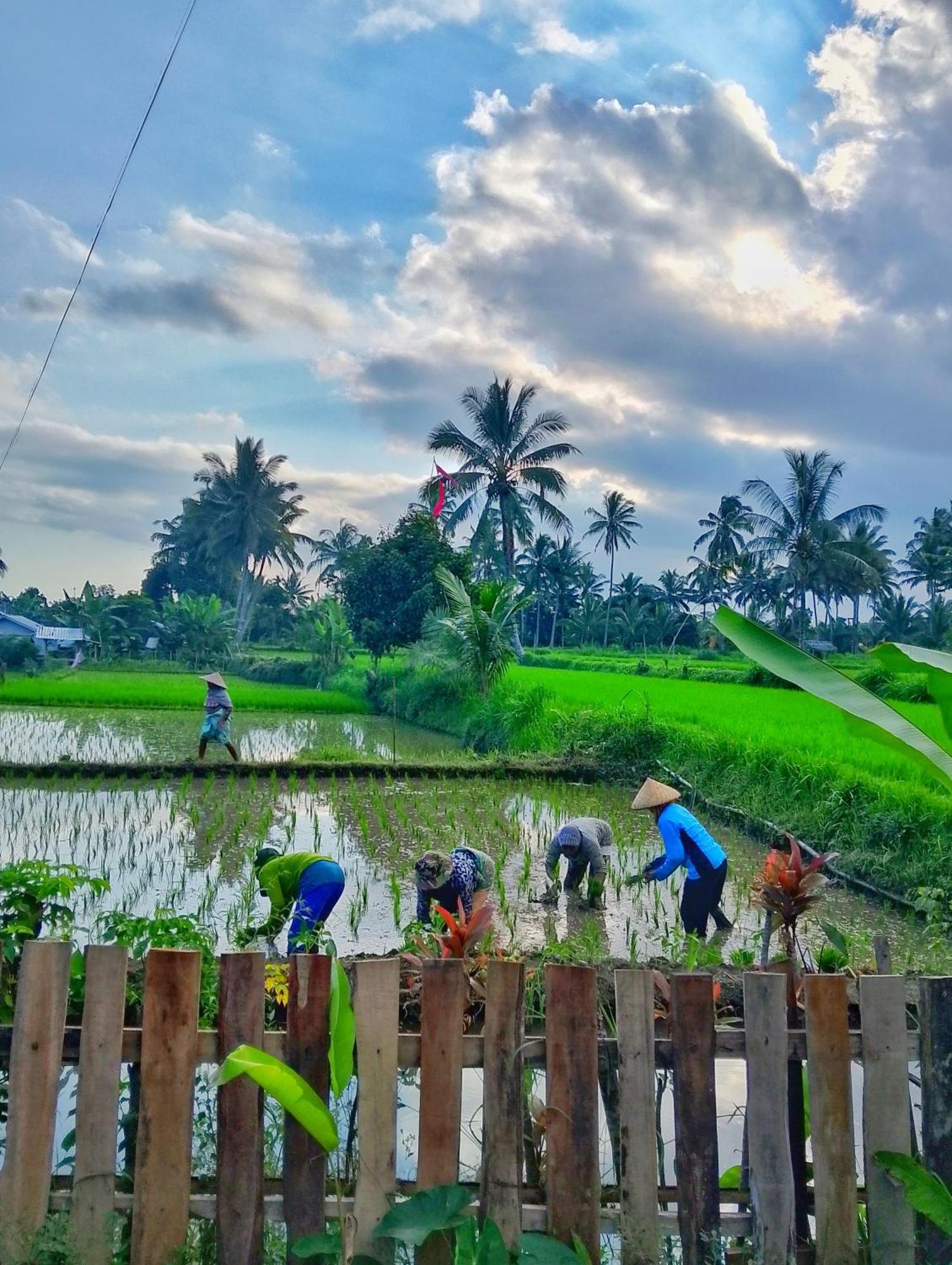 Alfarizi Homestay Tetebatu Exteriér fotografie